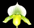 Paph. Hsinying Spring Green (lawrenceanum 'No.2' x Hsinying Citron 'No.15')